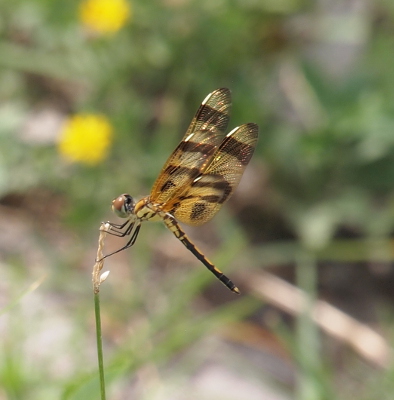 [Another side view of a dragonfly holding the top of seeded grass but this time it's the other side of the body and the tops of the wings seem to be lit from within.]